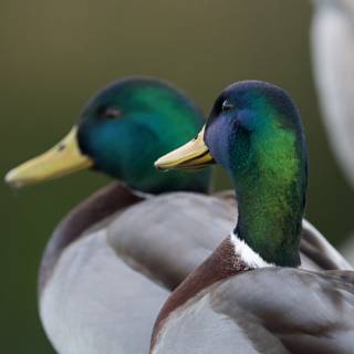Duet of Ducks at Dusk