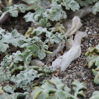 Silver-Leafed Coastal Plant Thrives in Sandy Habitat