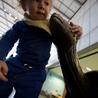 Young Child Explores Dinosaur Sculpture at Museum