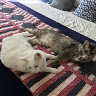 Two Feline Friends Relaxing in Home Decor Heaven