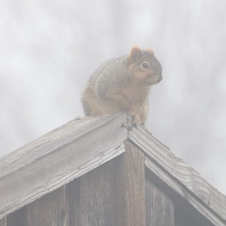 Red Squirrel Perched on Weathered Birdhouse in Fog