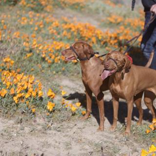 Walking with Flower Dogs