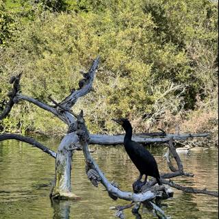 Cormorant perched on a tree branch in Stow Lake