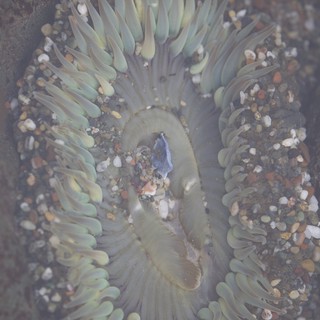 Giant Green Anemone Opens Wide in Tidal Pool