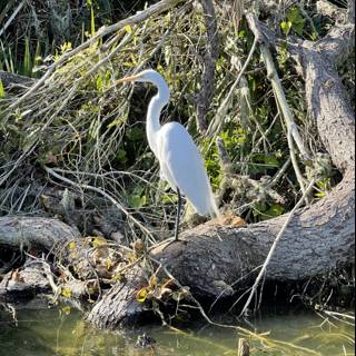 Great Egret in its Natural Habitat