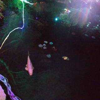 Illuminated Tranquility