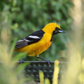 Vibrant Hooded Oriole Perched on Barbed Wire