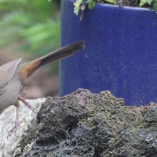 Nuthatch Foraging on Textured Rock by Blue Planter