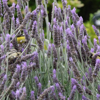 Goldfinches Feeding Among Purple Lavender Blooms