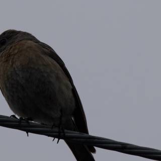Perched on the Wire
