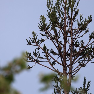 Small Bird Perched Among Sparse Conifer Branches