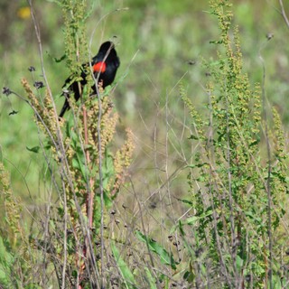Red-Winged Blackbird Perched in Wetland Grasses