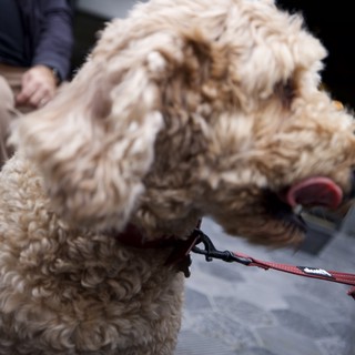 Curly-Haired Dog on Leash in Urban Setting