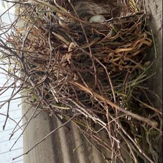 Nature's Cradle
