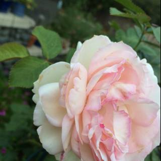 Pink Rose in Altadena Garden