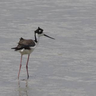 Tranquil Wader in San Pablo Bay