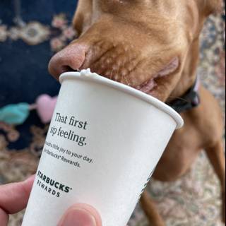 Canine Coffee Companion