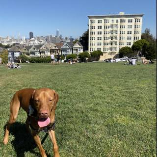 City Pup in the Park