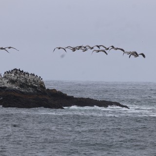 Pelicans in Flight Over Rocky Pacific Outcropping