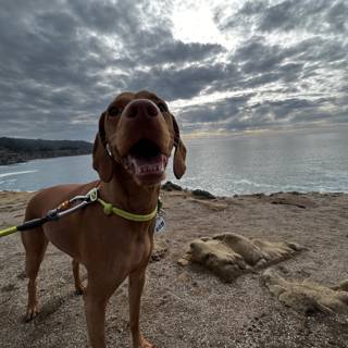 Brave Canine on the Cliff