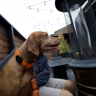 Vizsla Dog Enjoying Outdoor Patio Dining Experience