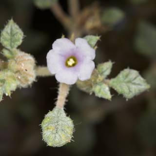 Purple Geranium Flower