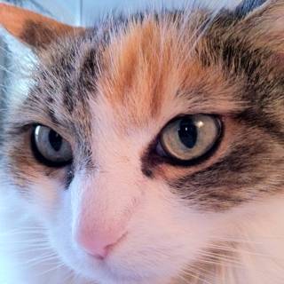 Blue-Eyed Cat Close-up