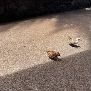 Two Small Birds on the Tarmac