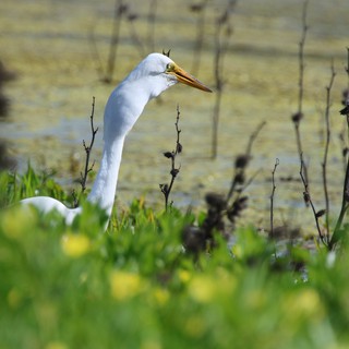 Great Egret Hunting in Wetland Marsh Vegetation