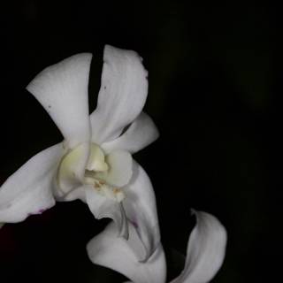 White Orchid in the Dark