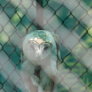 Serenity Behind Bars: The Slumbering Owl at Honolulu Zoo