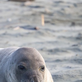 Young Elephant Seal Pup Close-Up at Drakes Beach