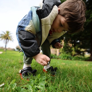 Young Explorer Discovering Nature in the Grass