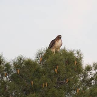Majestic Hawk's Lookout