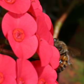 Busy Bee on Geranium Flower