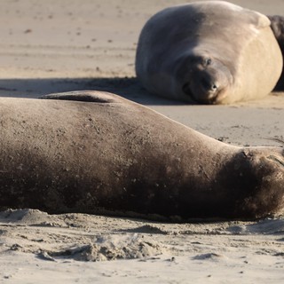 Elephant Seals Resting on Sandy Beach at Drakes Beach
