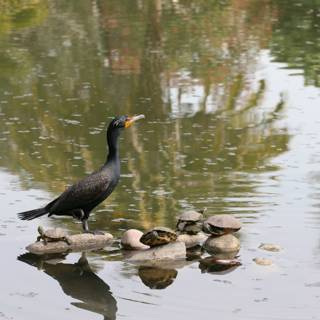 Cormorant at Rest