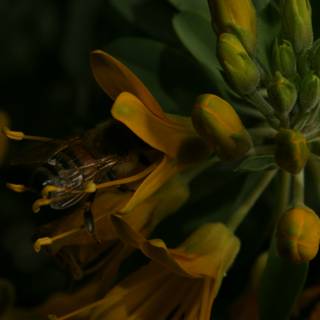 Busy Bee on Yellow Lily