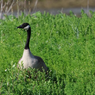 Canada Goose Standing Alert in Spring Wetland Grass