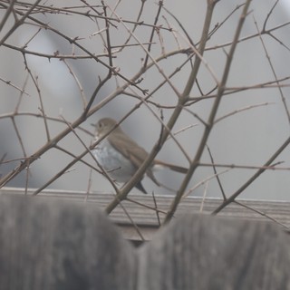 Sparrow Perched Among Winter Branches at Dusk