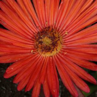 Red Daisy with Yellow Centers
