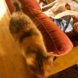 Cat in Motion Beside Resting Woman on Red Couch