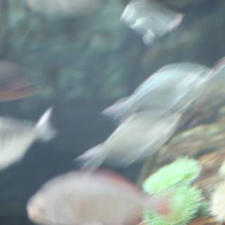 Blurry Underwater World