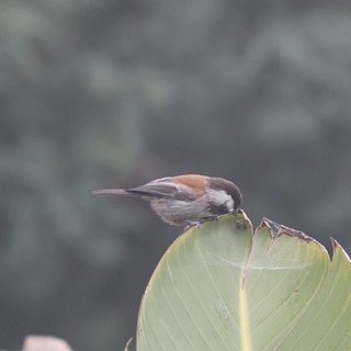 Chestnut-Backed Chickadee Perched on Dried Leaf
