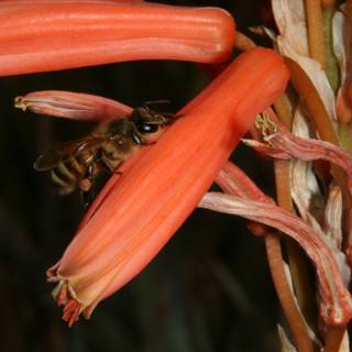 Bee on Red Rhubarb Flower