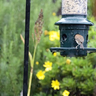 Small Bird Feeding in the Rain at Garden Feeder