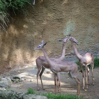 Three Gazelles in Their Natural Habitat