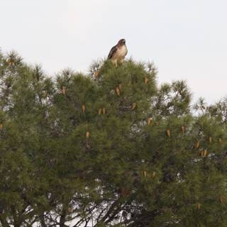 Majestic Red-Tailed Hawk Amidst the Pines