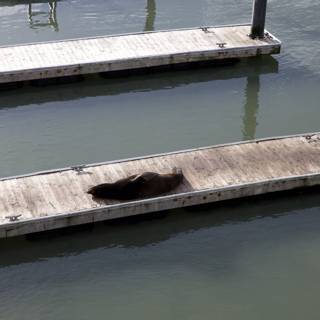 Harbor Sentinel: The Dockside Seal