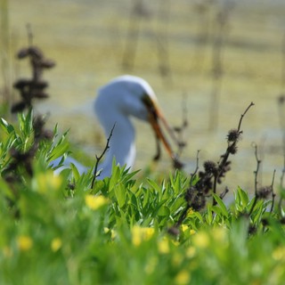 Great Egret Foraging Among Spring Wildflowers at Water's Edge